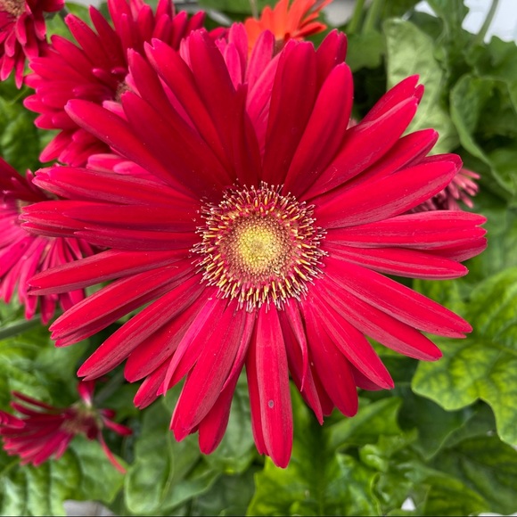 Meet your Posher, Patty - Picture 1 of 7